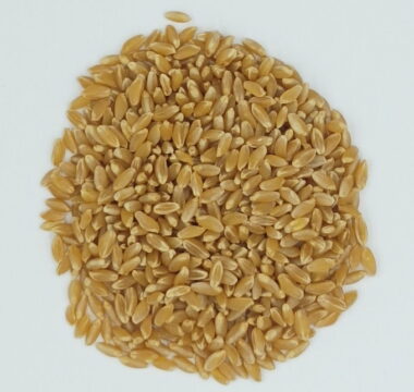 Durum Wheat icon